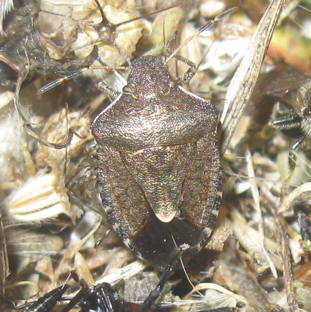 Peribalus strictus - tavaszi címerespoloska Peribalus strictus - tavaszi címerespoloska