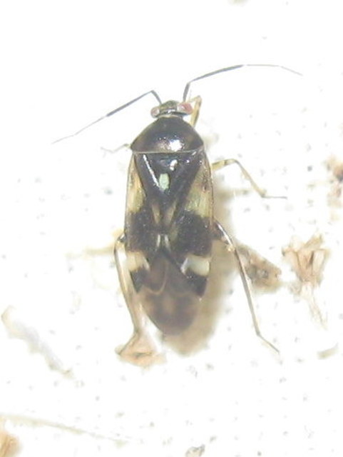 Orthops