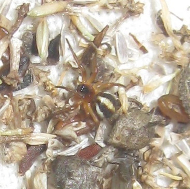 Hypsosinga