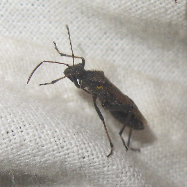 Alydus calcaratus - szőrös tövispoloska