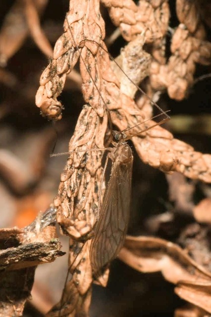 Trichocera