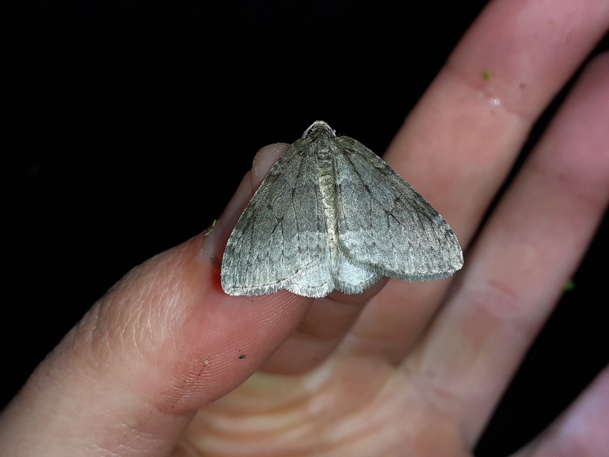 Epirrita christyi/dilutata