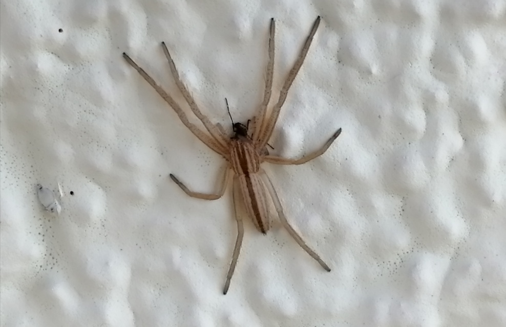 Tibellus oblongus/maritimus