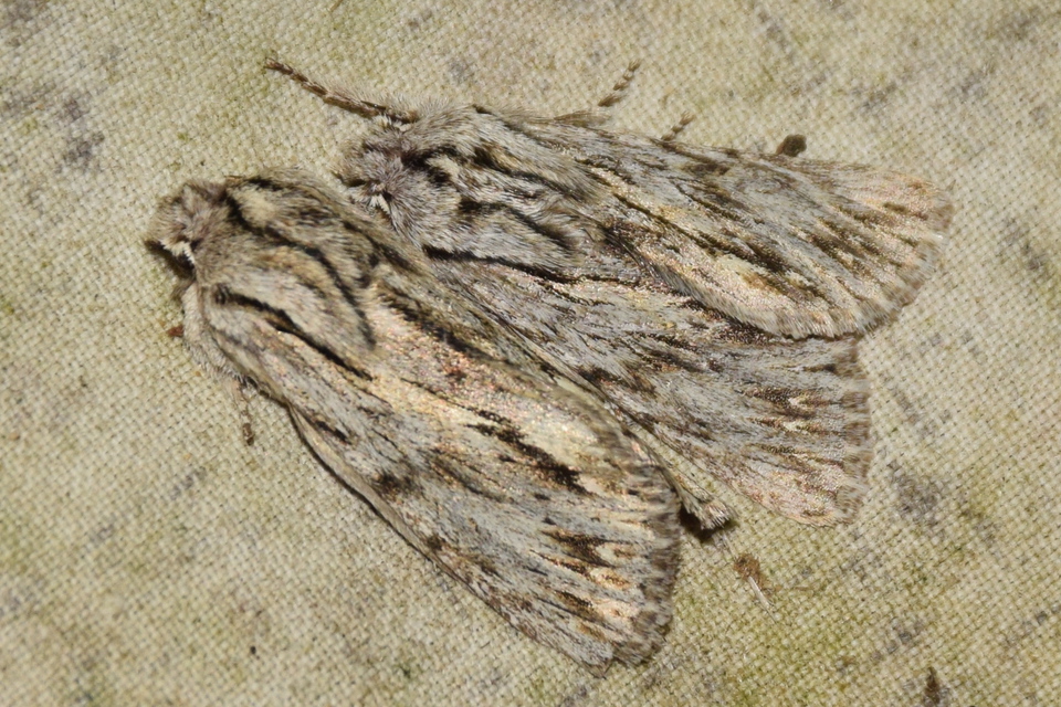 Asteroscopus sphinx - csillagnéző bundásbagoly