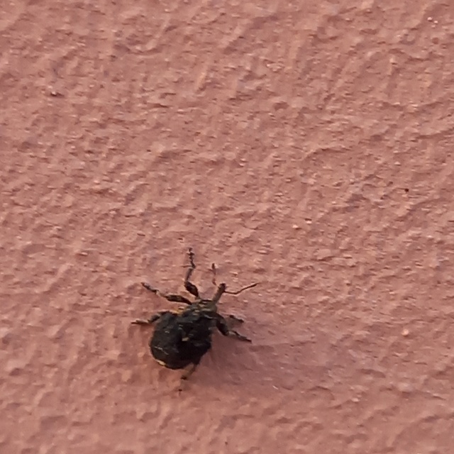 Stenocarus