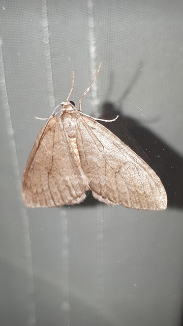 Epirrita christyi/dilutata