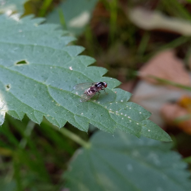 Polyporivora picta