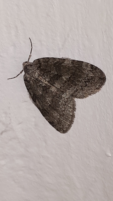 Epirrita christyi/dilutata