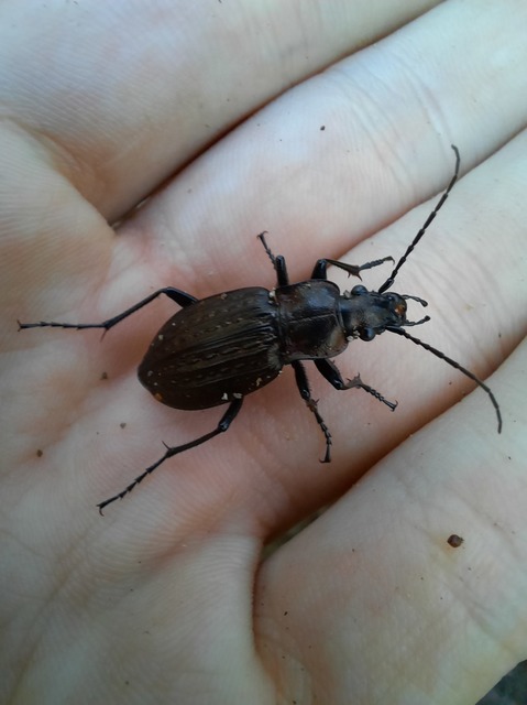 Carabus granulatus - mezei futrinka