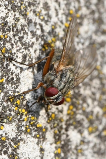Helina