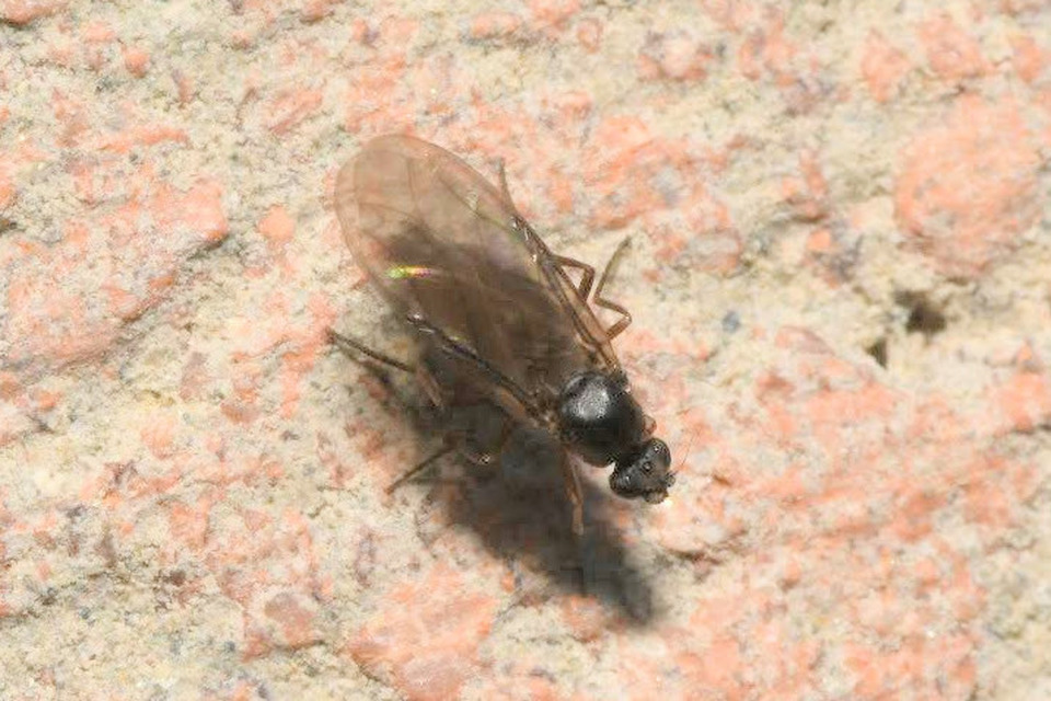 Phoridae - púposlégyfélék
