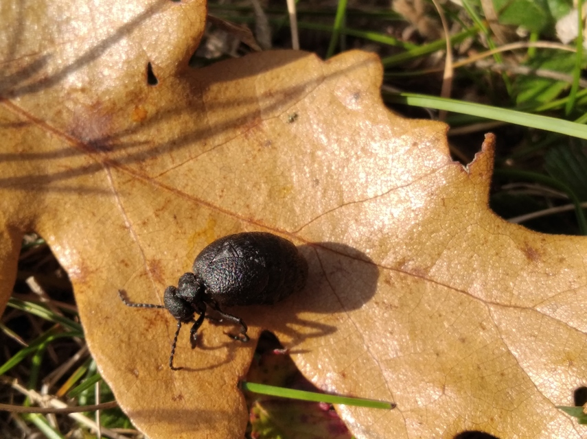 Meloe rugosus - ráncos nünüke