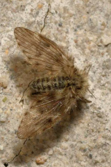 Psychodidae - lepkeszúnyogok