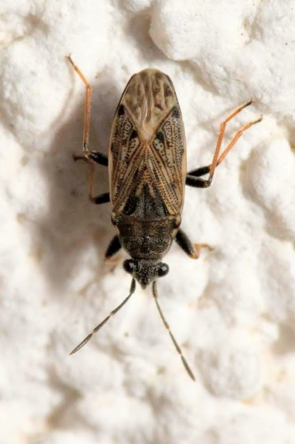 Peritrechus gracilicornis - vékonycsápú feketésbodobács