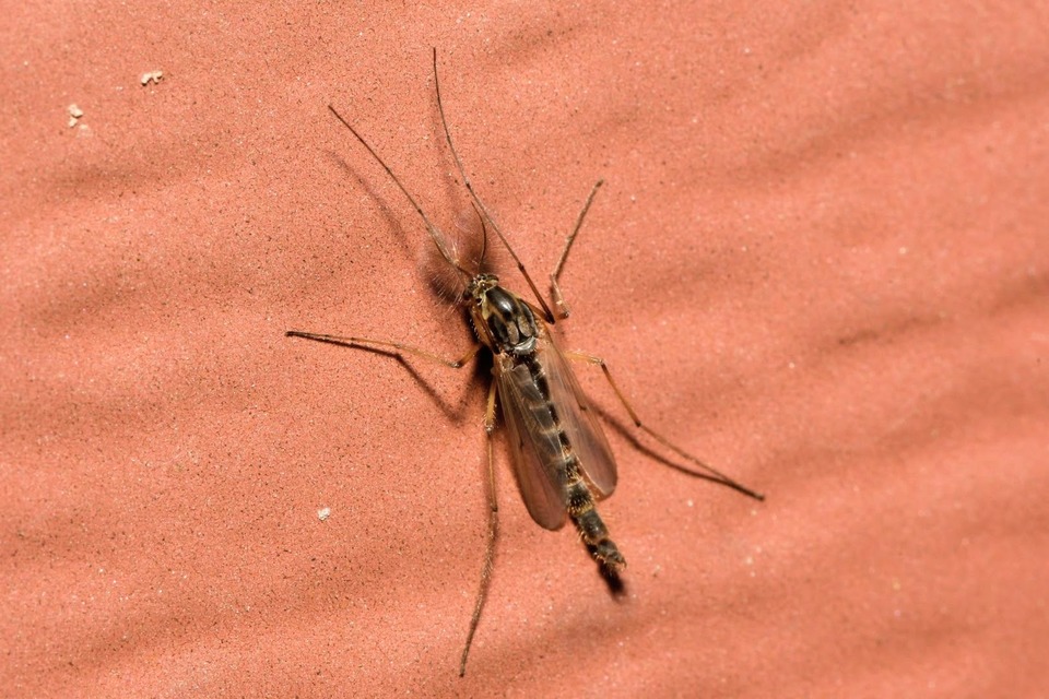 Chironomidae - árvaszúnyogok