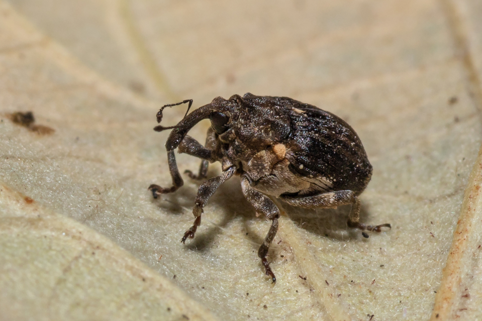 Stenocarus cardui - pipacsgyökér-ormányos