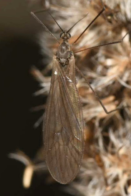 Trichocera