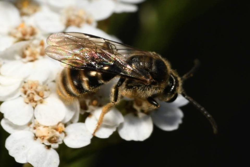 Lasioglossum