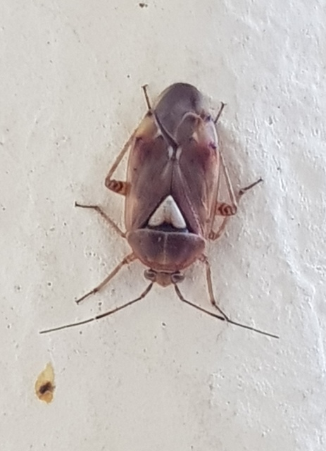 Lygus pratensis - változó mezeipoloska