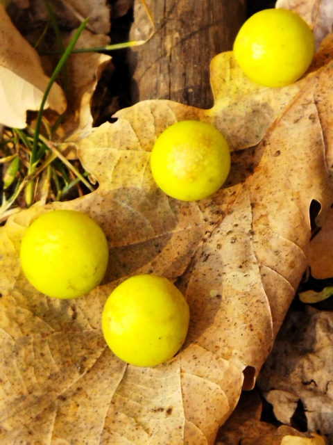 Cynips quercusfolii - golyógubacsdarázs