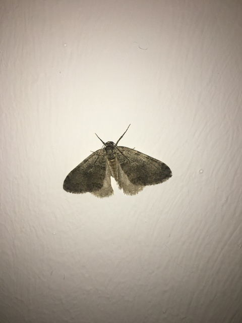Epirrita christyi/dilutata