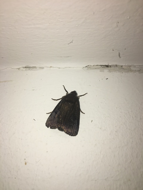 Amphipyra livida - zsírfényű bagoly