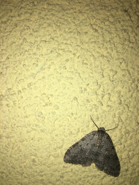 Epirrita christyi/dilutata