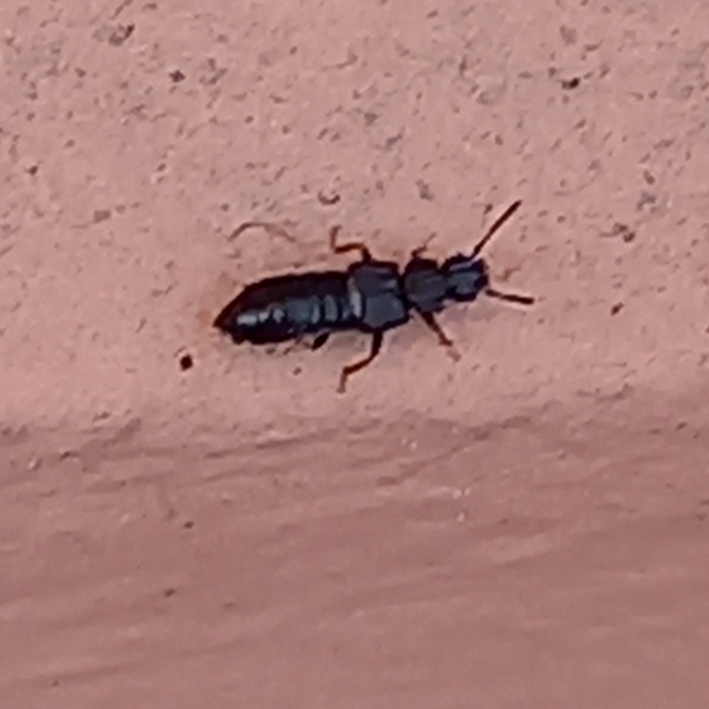 Anotylus Anotylus