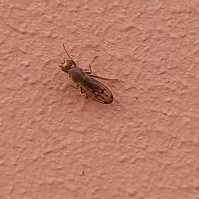 Opomyzidae - földilégyfélék