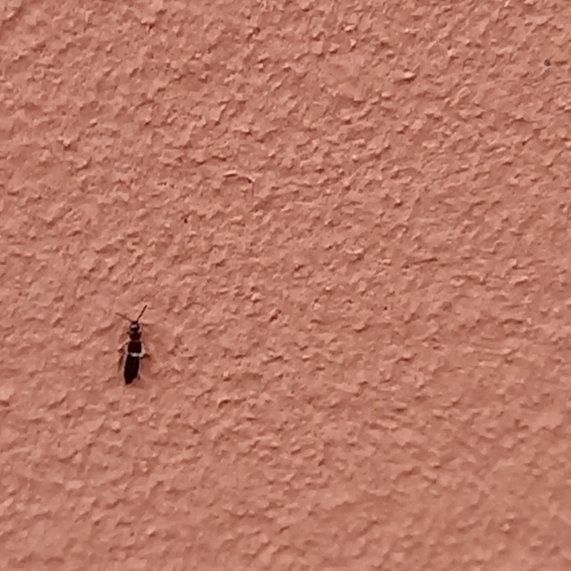 Anotylus Anotylus