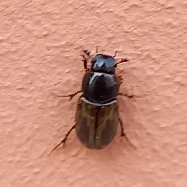 Aphodius prodromus - sárgalábú trágyabogár