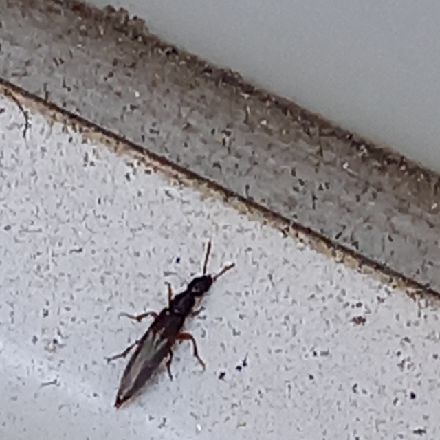 Philonthus