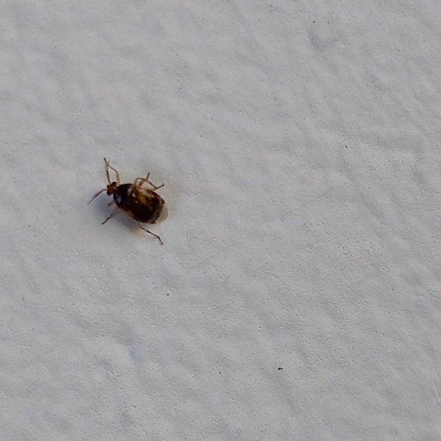 Deraeocoris lutescens - sárgás mezeipoloska