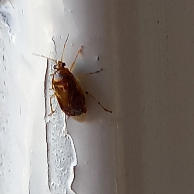 Deraeocoris lutescens - sárgás mezeipoloska