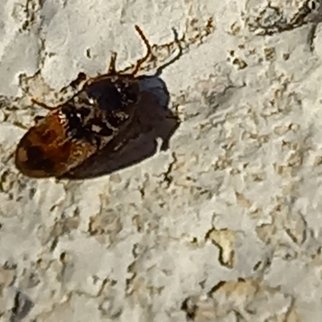 Drasterius bimaculatus - változékony pattanó