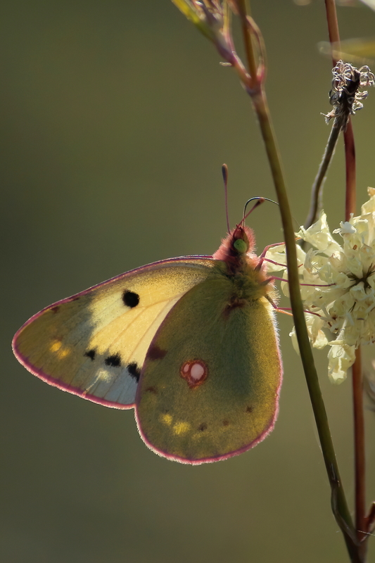 Colias croceus - sáfránylepke