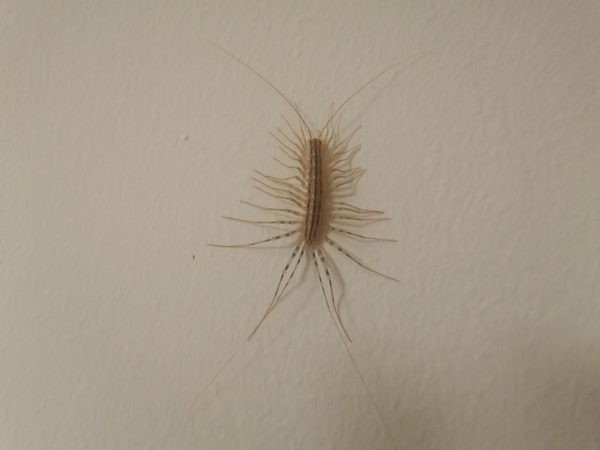 Scutigera coleoptrata - légyölő pókszázlábú