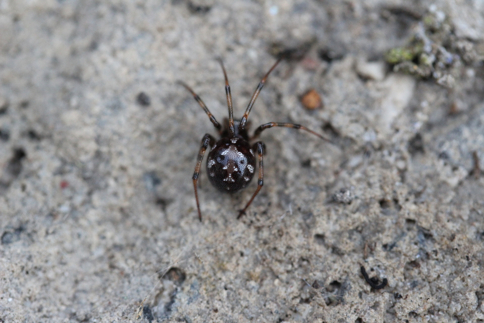 Steatoda triangulosa - háromszöges faggyúpók