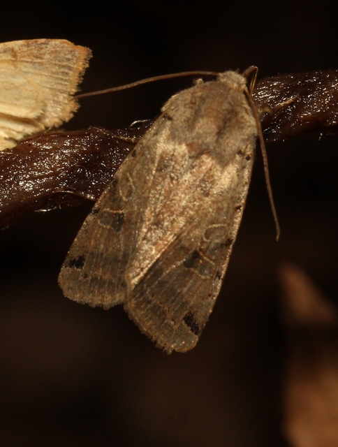 Anchoscelis litura - tarka őszibagoly