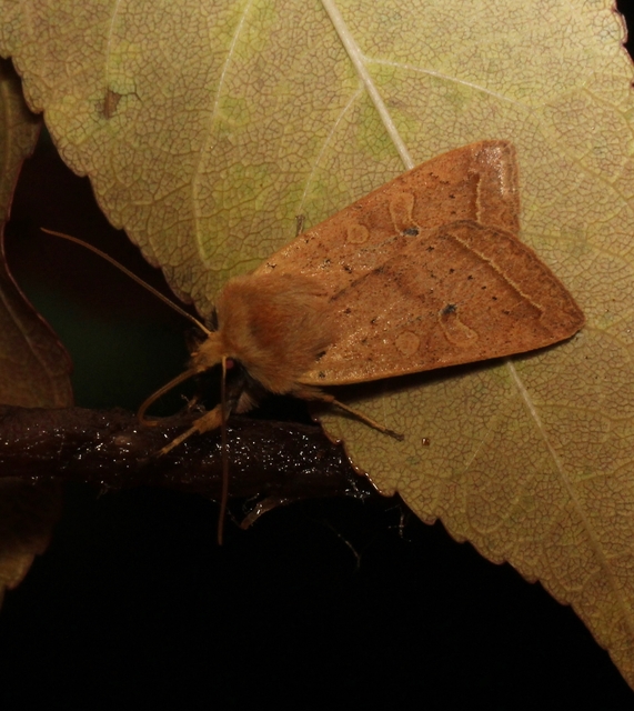 Leptologia macilenta - gyertyán-őszibagoly