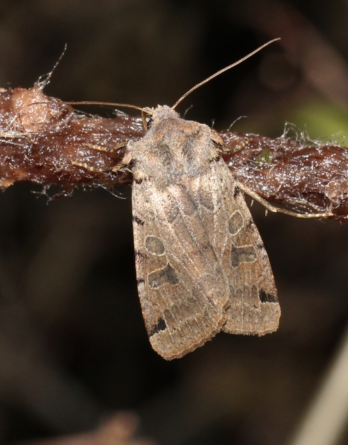 Anchoscelis litura - tarka őszibagoly