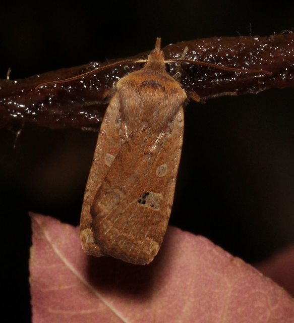Conistra erythrocephala - vörösfejű őszibagoly