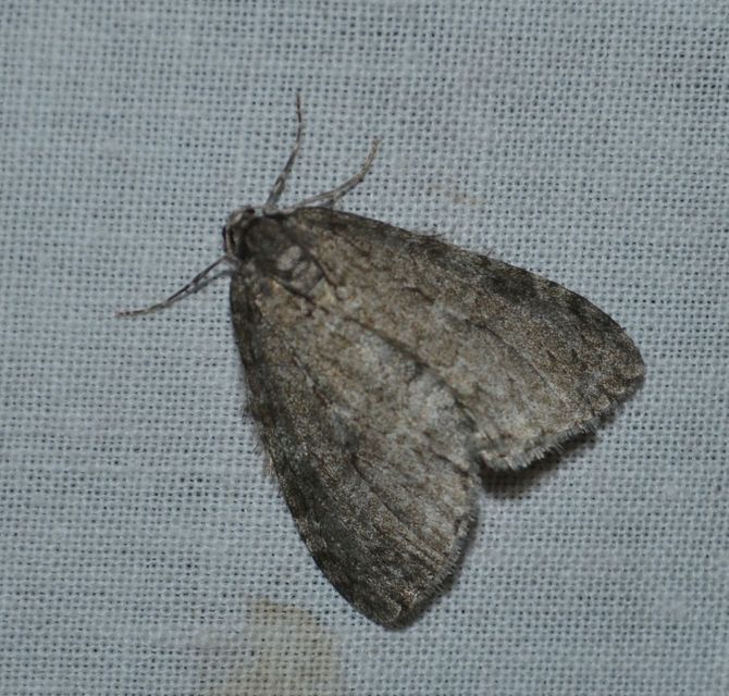 Epirrita christyi/dilutata