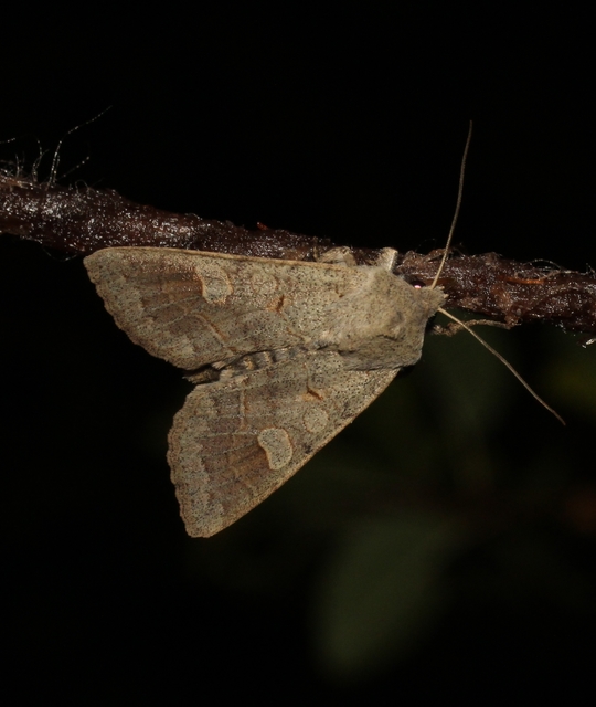 Ammoconia caecimacula - szürke őszibagoly