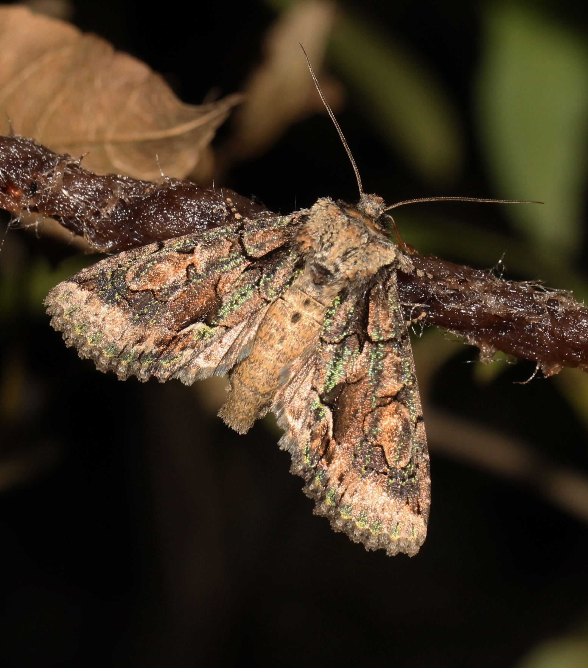 Allophyes oxyacanthae - galagonyabagoly