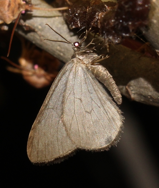 Epirrita christyi/dilutata