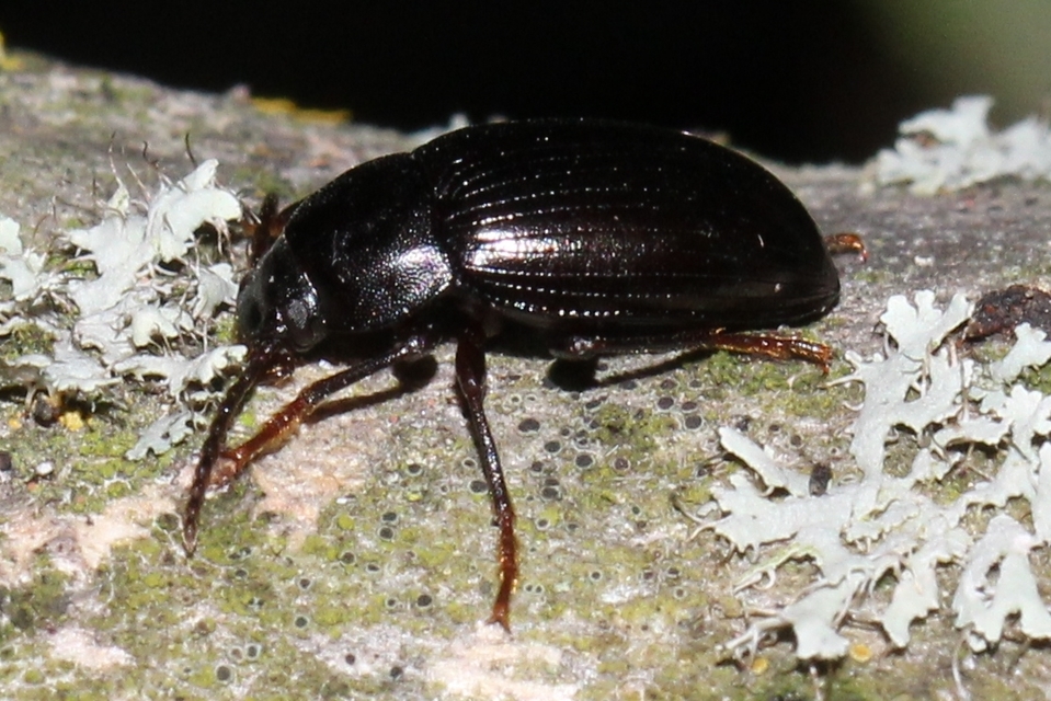 Nalassus dermestoides - rövidszárnyú gyászbogár