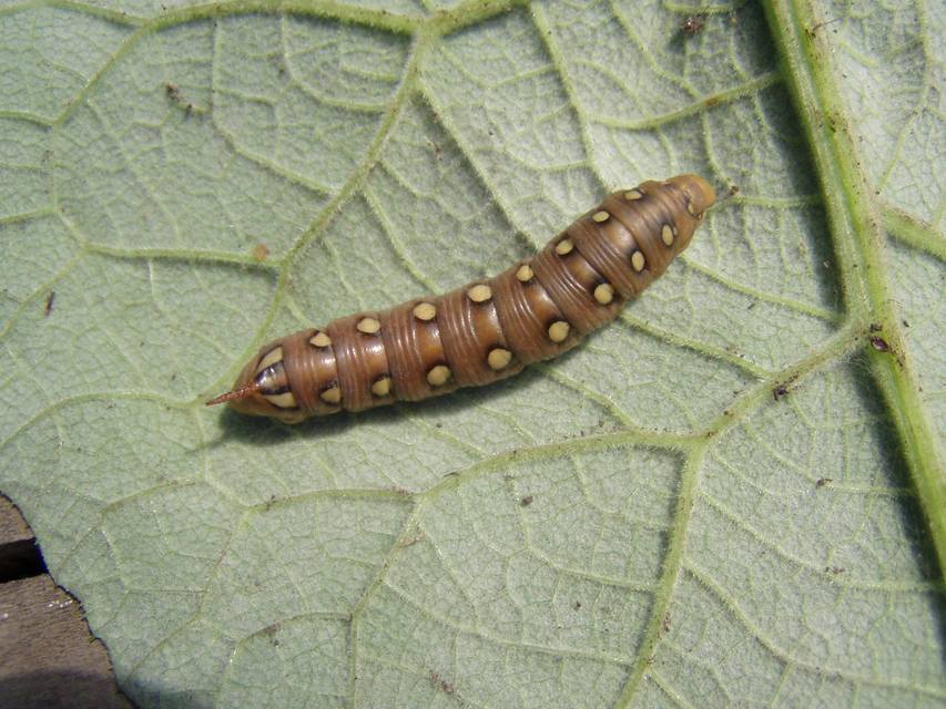 Hyles gallii - galajszender