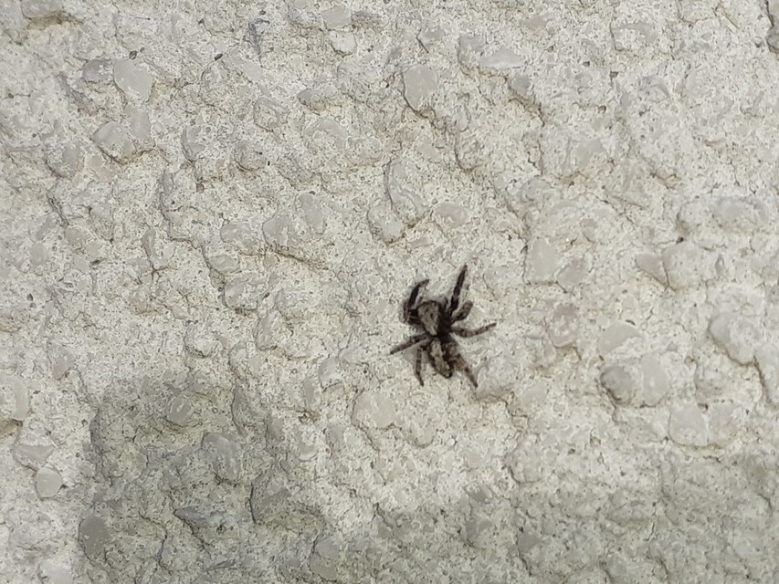 Pseudeuophrys lanigera - szobai ugrópók