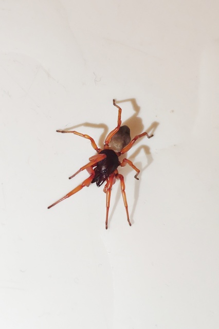 Dysdera